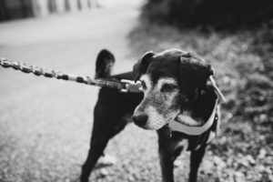 Dog at Kent Wedding